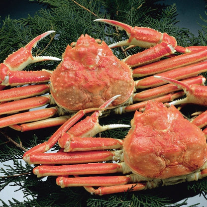 産地直送<越前がに(茹)>黄タグ付き/GIマーク正規取扱認定店 / 0.8〜0.9㎏