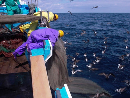 新鮮加工＜越前漁師カレイ漬け＞　化学調味料・保存料不使用 75g