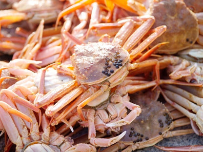 産地直送<越前がに(茹)>黄タグ付き/GIマーク正規取扱認定店 / 0.8〜0.9㎏