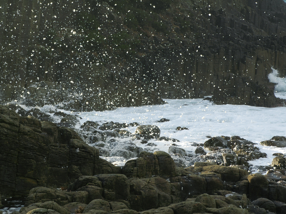 産地直送<越前がに(茹)>黄タグ付き/GIマーク正規取扱認定店 / 0.8〜0.9㎏