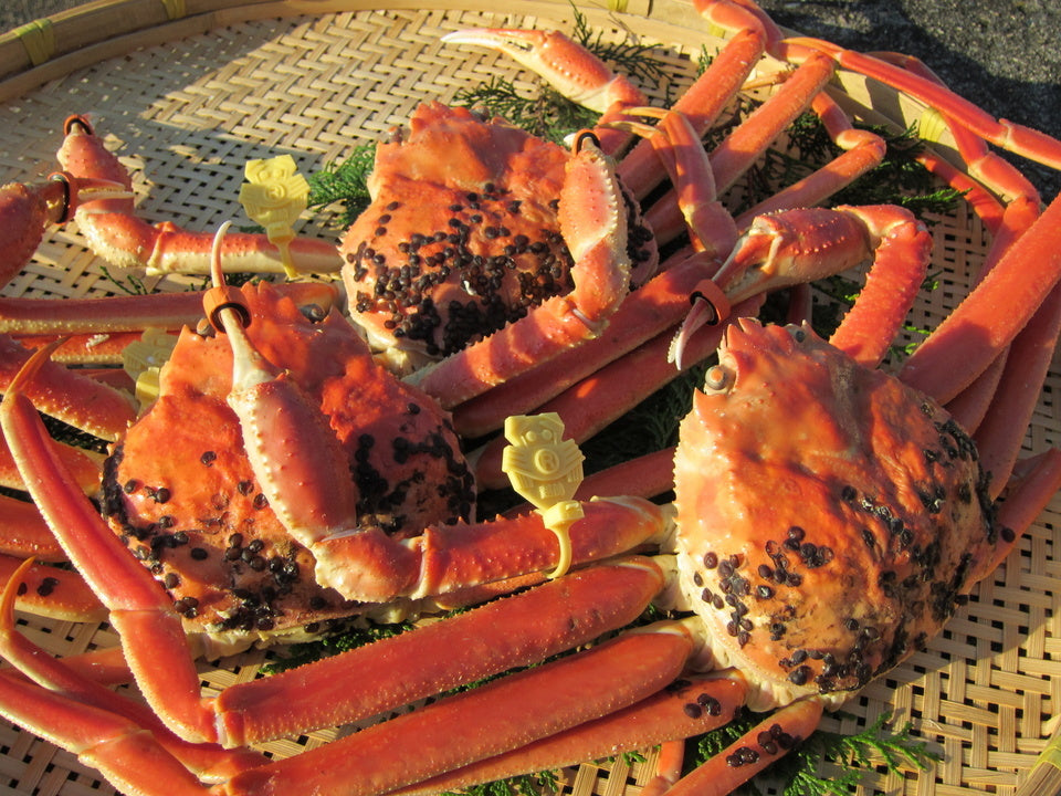 産地直送<越前がに(茹)>黄タグ付き/GIマーク正規取扱認定店 / 0.8〜0.9㎏